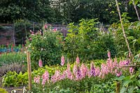 Flowers in the vegetable garden including Lathyrus odorata and Antirrhinum 'Potomac Pink'