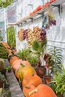 Harvest of Pumpkins and Squashes with strings of onions stored in greenhouse