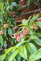 Peaches ripening against wall
