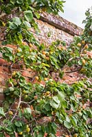 Apricots growing against wall