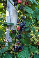 Rubus - Blackberries ripening on support