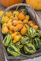 Decorative squashes harvested in basket