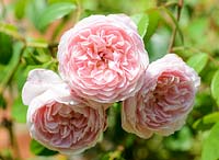 Pale pink Rosa - Rose