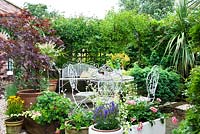 Small garden with pots and decorative white furniture surrounded by trellis with climbers for privacy