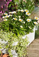White butler sink with Leucanthemum - Ox Eye Daisy and trailing Hedera - Ivy