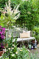 Decorative white metal bench on wooden deck, standard Salix and backed by Lonicera on trellis