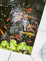 Gold fish - carps in pond
