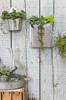Metal wall hanging containers with Pilea glaucophylla, Peperomia prostrata, Pilea peperomioides