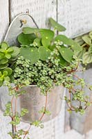 Mix of foliage houseplants in metal wall hanging container