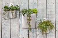 Metal wall hanging containers with Pilea glaucophylla, Peperomia prostrata, Pilea peperomioides