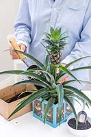 Woman using metal scoop to backfill around planted Ananas nanus - Pineapple in decorated cardboard box planter
