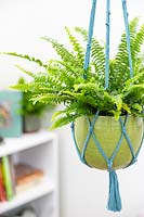 Macrame plant hanging with Nephrolepis 'Green Lady'