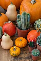 Table top with a selection of pumpkins, squash and cacti