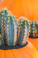 Pumpkin planted with cacti and mulched with black grit