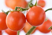 Solanum lycopersicum 'Cherry Falls' - Cherry Tomato - fruit on a cascading determinate bush variety 