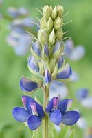 Lupinus 'Avalune Mixed' - Annual Lupin - one colour of the mix