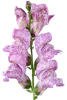 Antirrhinum majus 'Purple Twist' - Snapdragon - white flowers with variable markings  