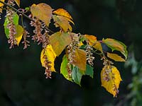 Acer davidii grosseri - snakebark Maple leaves and seeds 