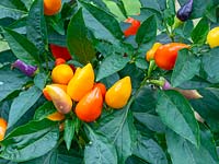 Capsicum annuum - Ornamental Peppers  