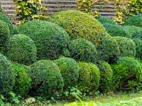 Clipped Buxus - Box - hedging and topiary - East Ruston Old Vicarage,  Norfolk. 