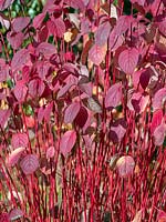 Dog wood - Cornus alba sibirica leaves turning colour - September 