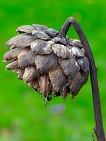 Dead seed head of Cynara cardunculus 'Green Globe' - Artichoke 