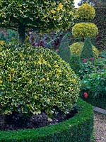 Clipped Ilex 'Golden King' - Holly - and Buxus - Box edging 