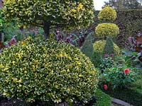 Clipped Ilex 'Golden King' - Holly 
