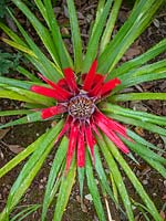 Fascicularia bicolor - Crimson bromeliad
