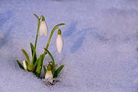 Galanthus nivalis - Snowdrop - in snow 