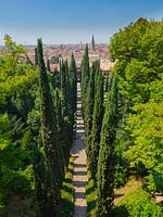 Cypress lined path in Italy