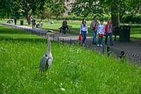 Ardea cinerea - Grey Heron - standing in grass in a city park near people 