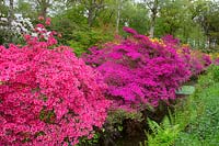 Azaleas and Rhododendrons in woodland garden