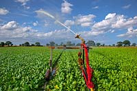 Beta vulgaris subsp - Sugar Beet mechanical irrigation in dry weather 