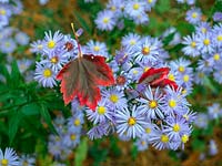 Michaelmas-daisy and fallen leaves of Acer rubrum