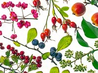 October hedgerow plants and trees Spindle berries,  Ivy flowers, Hawthorn berries, Blackthorn berries, Wild rose hips, Crab apple, Bracken