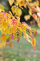 Acer crataegifolium 'Veitchii' - Veitch Hawthorn 