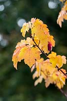 Acer rubrum 'Scanlon' - Red maple