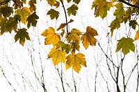 Acer velutinum - Persian maple
