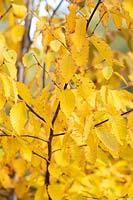 Betula alleghaniensis - Gray birch, Yellow birch