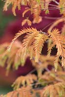 Metasequoia glyptostroboides 'Matthaei Broom' - Dawn Redwood