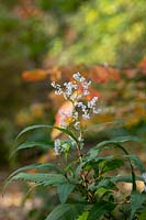 Persicaria wallichii - Himalayan Knotweed
