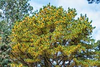 Pinus rigida - Pitch pine tree 