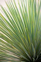 Yucca rostrata - Beaked