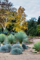 Yucca rostrata and Festuca glauca 'Elijah Blue' - Beaked yucca tree 