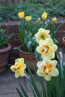 Narcissus 'Jack the Lad'