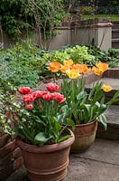 Tulipa 'Copper Image' and Tulipa 'Daydream' planted on pots on patio