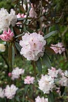 Rhododendron arboreum x campanulata