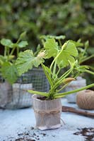 Young plant of Courgette 'Astia F1' grown in a paper pot