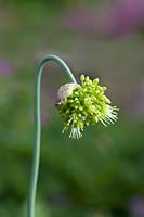 Allium obliquum - Lopsided onion - flower bud opening up
